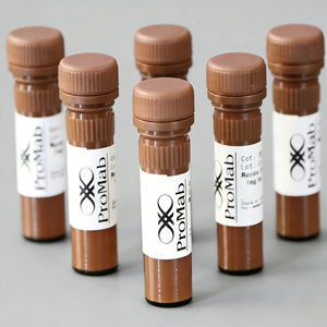 Konijnmonoclonale antilichaam tegen <span class=keywords><strong>Histone</strong></span> <span class=keywords><strong>H2A</strong></span>.X - Product Image 3