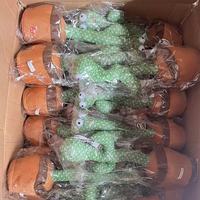 Nouveauté 2026 : Poupée Cactus en Peluche Douce et Rembourrée, Lumineuse, Musicale, Dansante, Chantante et Parlante, avec Pot de Fleurs