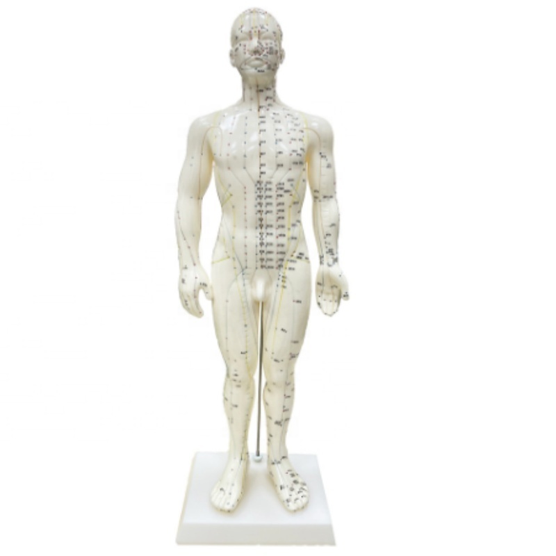 DARHMMY Traditional Chinese Acupuncture Teaching Manikin