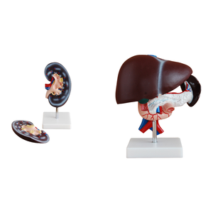 แบบจำลองกายวิภาคไต ตับ ต่อมลูกหมาก ลำไส้ส่วนต้นลำไส้ใหญ่ ADA Medical Science (ADA-310-2/ADA-311) สำหรับการเรียนการสอนกายวิภาคศาสตร์ - Product Image 1