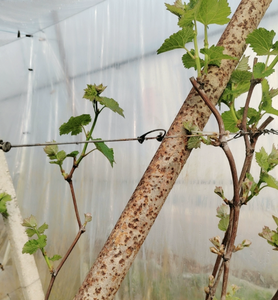 Clips de Soporte Profesionales para Plantas de Uva, Kiwi y Tomate - Ganchos de Plástico Resistentes a los Rayos UV para Enredaderas - Herramientas para Huertos y Granjas - Product Image 5