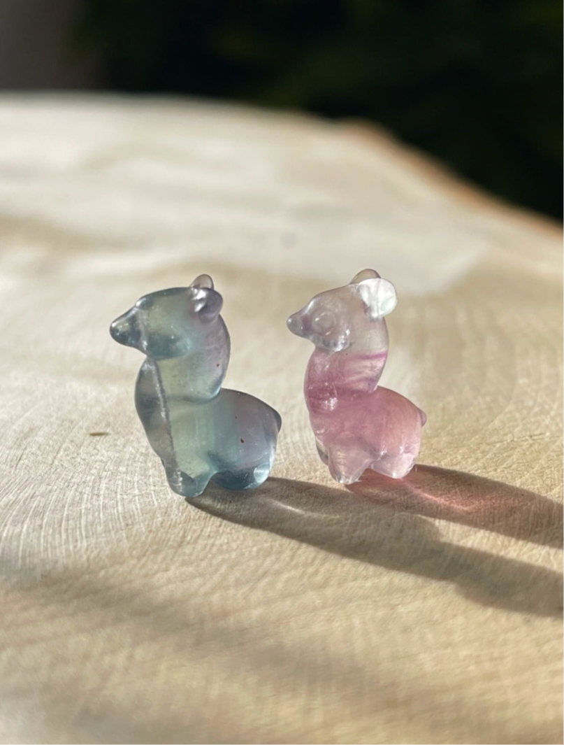 alpaca