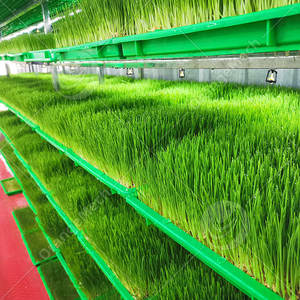 Máquina de Cultivo de Forraje Verde Hidropónico ORME, Máquina de Germinación de Cebada y Brotes de Frijol - Product Image 5