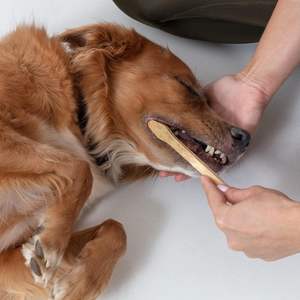 <span class=keywords><strong>Cepillo</strong></span> <span class=keywords><strong>de</strong></span> <span class=keywords><strong>dientes</strong></span> <span class=keywords><strong>de</strong></span> bambú para mascotas <span class=keywords><strong>Cepillo</strong></span> <span class=keywords><strong>de</strong></span> <span class=keywords><strong>dientes</strong></span> <span class=keywords><strong>de</strong></span> perro <span class=keywords><strong>de</strong></span> <span class=keywords><strong>doble</strong></span> <span class=keywords><strong>cara</strong></span> Fácil <span class=keywords><strong>de</strong></span> usar para limpieza <span class=keywords><strong>de</strong></span> <span class=keywords><strong>dientes</strong></span> <span class=keywords><strong>de</strong></span> perro Cerdas <span class=keywords><strong>de</strong></span> nailon para mascotas para cualquier raza - Product Image 5