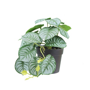 Senmasine Monstera <span class=keywords><strong>Spathiphyllum</strong></span> Pothos taro เงิน Begonia ใบแตงโมพืชใบพืชในหม้อ - Product Image 4