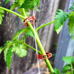 Garden Plastic Vine Plant Support Tomato <strong>Trellising</strong> Grafting <strong>Clips</strong> 25mm - Product Image 4