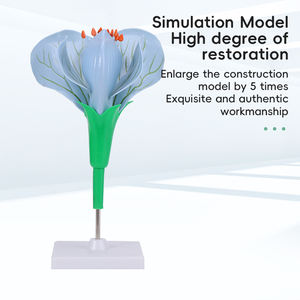 Modèle réaliste <span class=keywords><strong>de</strong></span> fleur <span class=keywords><strong>de</strong></span> pois durable pour <span class=keywords><strong>l</strong></span>'utilisation en classe et en laboratoire Modèle d'affichage <span class=keywords><strong>de</strong></span> biologie essentielle pour les écoles <span class=keywords><strong>de</strong></span> médecine - Product Image 5