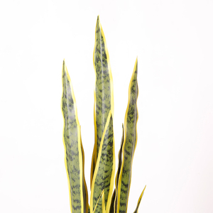 <span class=keywords><strong>Planta</strong></span> <span class=keywords><strong>de</strong></span> <span class=keywords><strong>Lengua</strong></span> <span class=keywords><strong>de</strong></span> Madre <span class=keywords><strong>de</strong></span> la Tierra Artificial Decorativa Personalizable <span class=keywords><strong>de</strong></span> 76 CM - Product Image 3