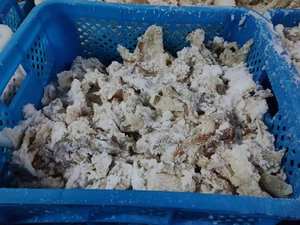 จีน Migas ปลาคอดเค็มแห้งขายร้อนปลาคอดแปซิฟิก Migas - Product Image 5