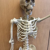 Décorations de squelettes d'Halloween en plastique les plus populaires, squelettes pour maison hantée, cadeaux personnalisés pour les fêtes, fournitures de fête