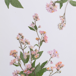 Deutzia Scabra Fleur Avec Branches Scrapbooking Résine Époxy Écologique Véritable Fleur Pressée DIY - Product Image 5
