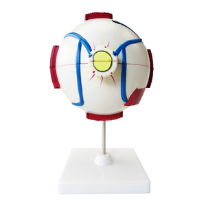 Modelo de Ojo Humano Fltek de Shanghái, Accesorio Oftálmico, Equipo de Enseñanza, Modelo LTB-M1 de Alta Definición con Detalles Detallados - Product Image 6