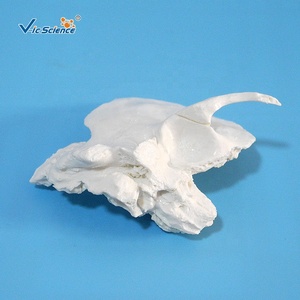 Modelo de hueso temporal de ciencia médica <span class=keywords><strong>esqueleto</strong></span> tamaño real - Product Image 2
