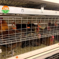 Cage manuelle en batterie de type H pour poules pondeuses Cages pour poules pondeuses 2000 couches élevage de volailles avec système de nettoyage à courroie