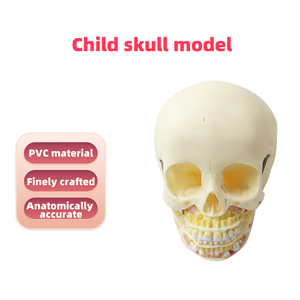 Modelo de cráneo infantil de PVC de <span class=keywords><strong>ciencia</strong></span> médica, modelo de esqueleto de plástico para entrenamiento pediátrico y estudio de anatomía en hospitales - Product Image 2