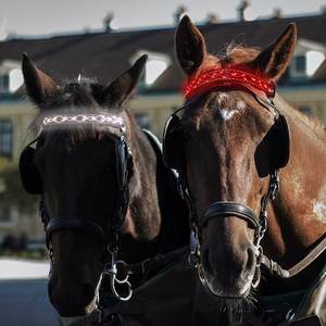 Collier de tête de cheval lumineux à LED équestre - Rechargeable, réfléchissant, respirant, utilisation estivale, polyester, nylon, réglable pour cheval - Product Image 5