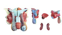 Modelo de Órgano Genital Masculino del Sistema Reproductor Desmontable de 5 Partes, Anatomía Humana de Tamaño Real para Educación Médica, Certificado CE