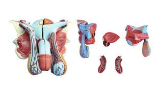 Modelo <span class=keywords><strong>de</strong></span> Órgano Genital Masculino del Sistema Reproductor Desmontable <span class=keywords><strong>de</strong></span> 5 Partes, Anatomía Humana <span class=keywords><strong>de</strong></span> Tamaño Real para Educación Médica, Certificado CE - Product Image 2