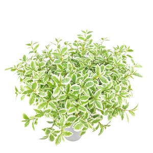 Nhỏ variegated pittosporum phun Lụa Nhân Tạo bonsai cây cọ cây xương rồng mọng nước treo Faux lá everbloom bán buôn - Product Image 5