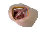 Modèle anatomique masculin de PVC pour muscles pelviens périnéaux et génitaux