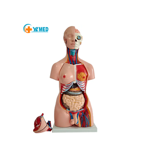 Torse <span class=keywords><strong>humain</strong></span> anatomique amphotère en PVC écologique de 85 cm, unisexe, 40 parties détachables, pour l'enseignement médical, certifié CE/ISO - Product Image 1