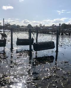 Kandang tiram HDPE terbalik mudah, sistem penumbuh tiram kualitas tinggi Float Flip keranjang pertanian 100% Anti-UV - Product Image 3