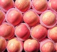 China's Nieuwe crop Top grade Verse Rode Fuji apple vruchten Leveren alle het jaar ronde