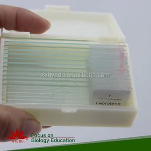 Juego de 12 Portaobjetos de Microscopio para la División de la <span class=keywords><strong>Meiosis</strong></span> en Todas sus Etapas, para Materiales Educativos - Product Image 6