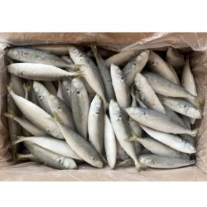 Poisson scad rond entier, <span class=keywords><strong>maquereau</strong></span>, poisson queue jaune, scad rond congelé, petits yeux - Product Image 3