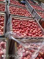 Nouvelles récoltes de pommes rouges fraîches, pommes Fuji fraîches, prix d'usine, fournisseur de pommes chinoises pour l'exportation