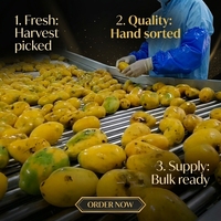 Ligne complète de traitement de la pulpe de jus de mangue : Extracteur de jus, lavage automatique, épluchage, batteur, stérilisateur UHT, remplissage aseptique