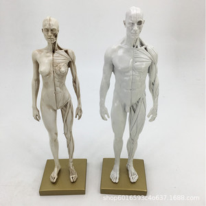 Modello di cranio da 30 cm per riferimento artistico, raffigurante mezzo busto, per anatomia muscoloscheletrica umana e disegno. - Product Image 1