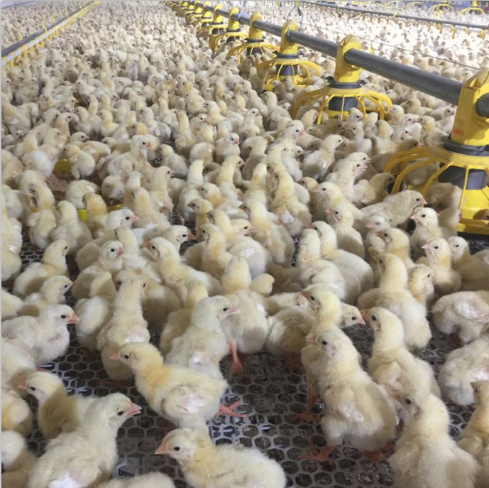 Poultry Farming Automatic Chicken Feeding Pan System Broiler Breeder Feeding Line