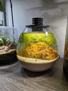 Wabi kusa plante terrarium récipients <span class=keywords><strong>en</strong></span> <span class=keywords><strong>verre</strong></span> bocal <span class=keywords><strong>en</strong></span> <span class=keywords><strong>verre</strong></span> pour bonsaï décoration de bureau - Product Image 6