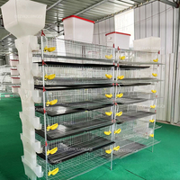 Cage à cailles galvanisée à 6 niveaux, capacité 350, avec système d'abreuvement et d'alimentation, cage en treillis métallique galvanisé