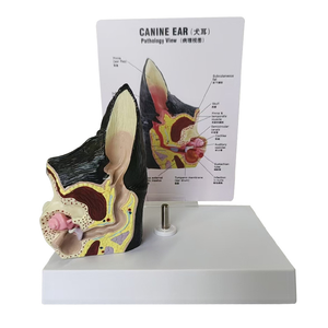 3-подробная модель анатомии уха собаки с видимой структурой хряща - Product Image 4