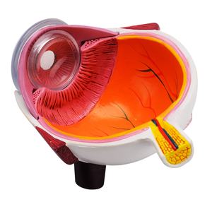 CBM-221B modèle d'oeil Humain, moitié modèle d'oeil science médicale l'éducation anatomique de globe oculaire 3X Agrandir - Product Image 4