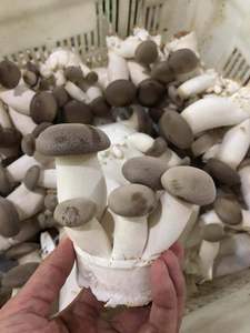 Detan Usine chinoise mise en bouteille cultivée exportée chinoise exotique fraîche Pleurotus <span class=keywords><strong>Eryngii</strong></span> King Prix <span class=keywords><strong>champignon</strong></span> huître - Product Image 3