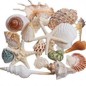 Conjunto de Conchas Marinas Naturales Mixtas, Estrellas de Mar, 15 Tipos, 1.2-2.7 Pulgadas, Tamaños Surtidos para Manualidades, Decoración de Playa - Product Image 4