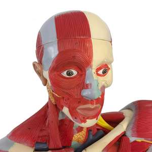 आंतरिक अंगों के साथ मानव मांसपेशी शरीर रचना मॉडल, 170 सेमी जीवन-आकार शारीरिक शिक्षण मॉडल - Product Image 4