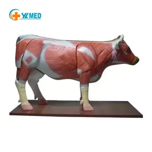 Medical Teaching Cattle models Animal Bovine Anatomical Dissection Model Vet Animal Cow Anatomy Model muscles detachable organs