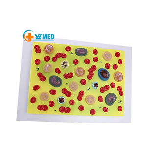 Modelo anatómico de glóbulos para medicina interna, enseñanza de Fisiopatología para estudiantes de clase, suministros de Maniquí de Hematología - Product Image 1