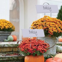 Meilleures ventes de jardin et de fleurs : Étiquettes de plantes en acier inoxydable, étiquettes de pépinière pour légumes