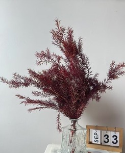 Vente chaude 2025 Junio Fleur de Melaleuca Bracteata naturelle préservée, écologique, longue durée, vente en gros en vrac, pour mariage et décoration intérieure, ÉTERNELLE - Product Image 4
