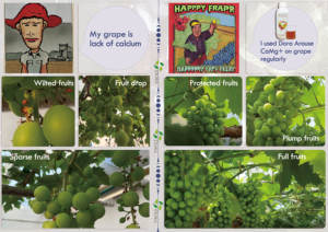 Dora Kelp CaMg + Biostimulant gübre organik kalsiyum magnezyum enzimatik deniz yosunu ekstresi ile Chelated - Product Image 3