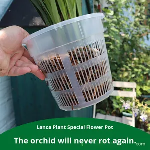 Garden Supplies Plastic <strong>Clear</strong> Controlled Root Breathable <strong>Orchid</strong> Special <strong>Pot</strong> Hydroponic Net <strong>Pot</strong> - Product Image 4