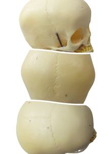 Modelo de cráneo infantil de PVC de <span class=keywords><strong>ciencia</strong></span> médica, modelo de esqueleto de plástico para entrenamiento pediátrico y estudio de anatomía en hospitales - Product Image 3
