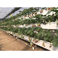 Système de culture hydroponique en serre NFT, système de culture vertical en PVC pour fraises, système de culture de légumes pour serre hydroponique
