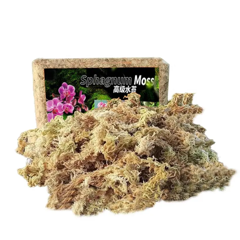 Suministro de fábrica de fibra larga Sphagnum Moss gran fardo para planta orquídea con alta calidad