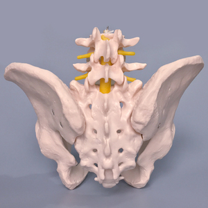 Modèle de <span class=keywords><strong>squelette</strong></span> d'anatomie humaine de la colonne vertébrale, du bassin, des disques intervertébraux lombaires et des nerfs - Product Image 2